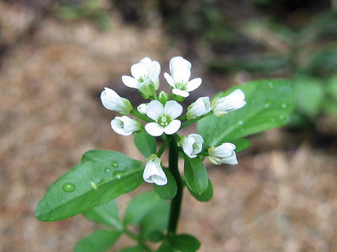 Cardamine regeliana