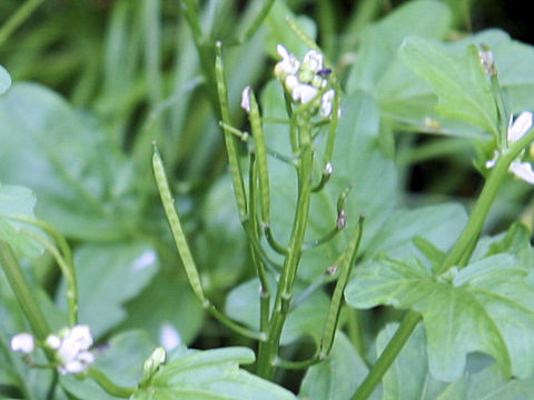 Cardamine regeliana