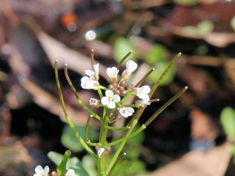 Cardamine regeliana