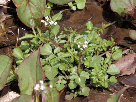 Cardamine regeliana