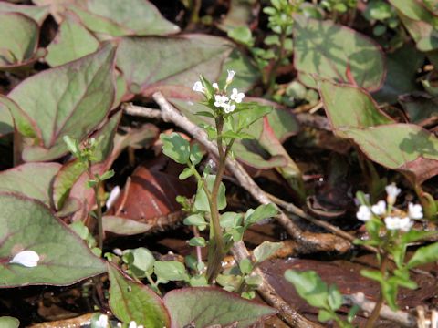 Cardamine regeliana