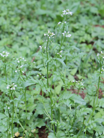 Cardamine regeliana