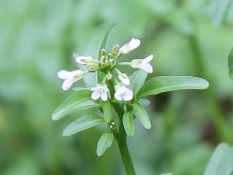 Cardamine regeliana