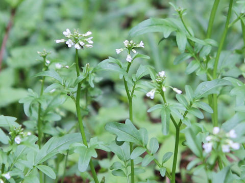 Cardamine regeliana