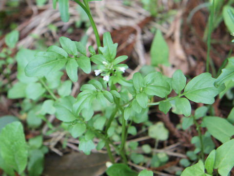 Cardamine regeliana