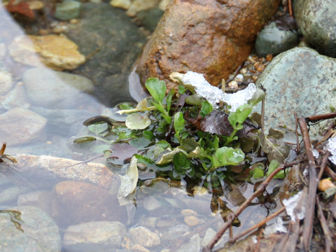 Cardamine regeliana