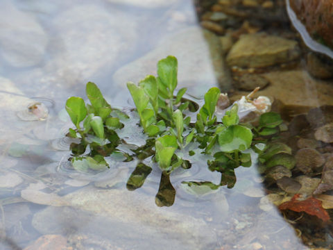 Cardamine regeliana