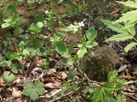 Cardamine regeliana