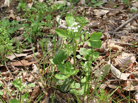 Cardamine regeliana