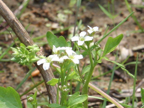 Cardamine regeliana