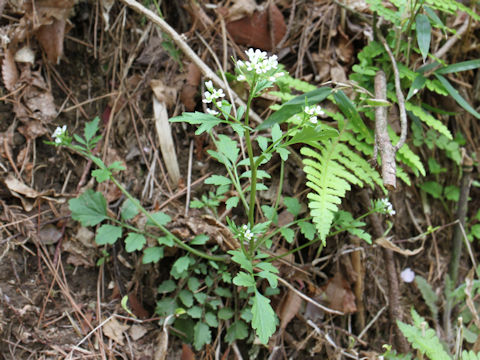 Cardamine regeliana