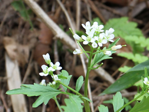 Cardamine regeliana