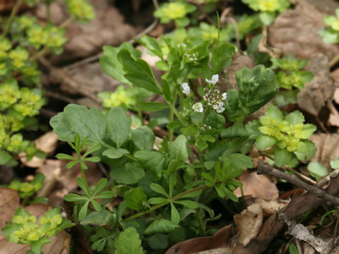 Cardamine regeliana