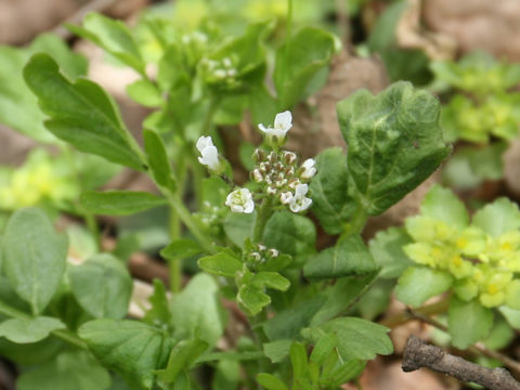 Cardamine regeliana