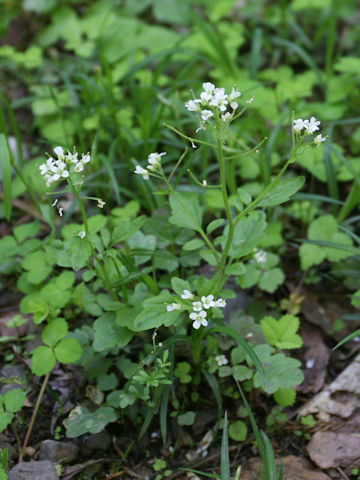 Cardamine regeliana