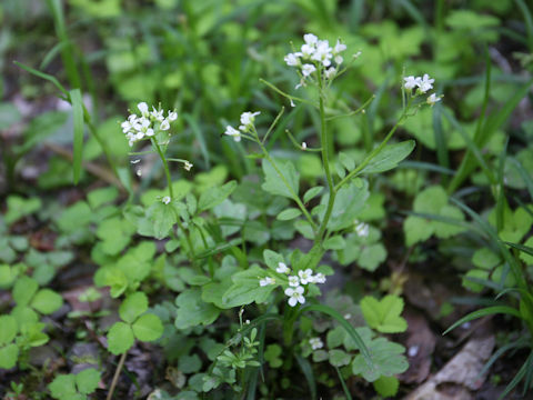 Cardamine regeliana