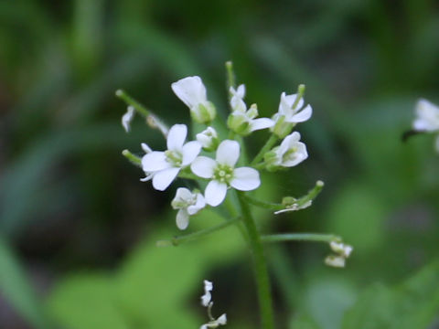 Cardamine regeliana