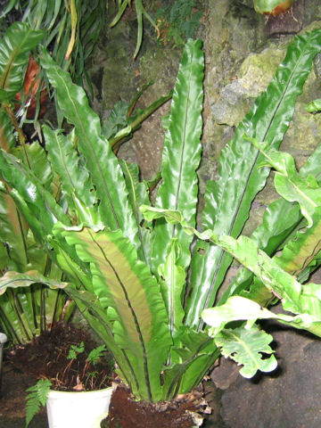 Asplenium antiquum