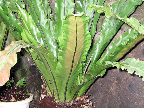 Asplenium antiquum