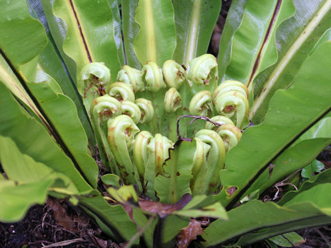 Asplenium antiquum