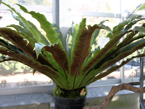 Asplenium antiquum