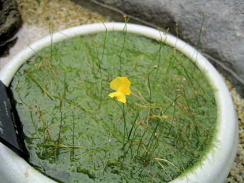 Utricularia gibba