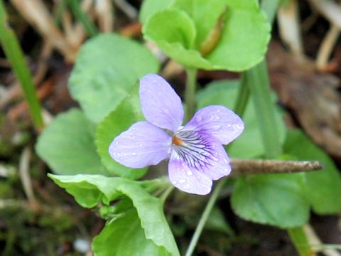 Viola kusanoana