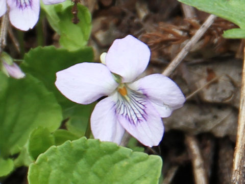 Viola kusanoana