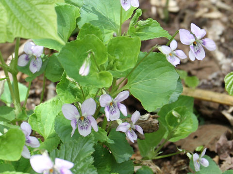 Viola kusanoana