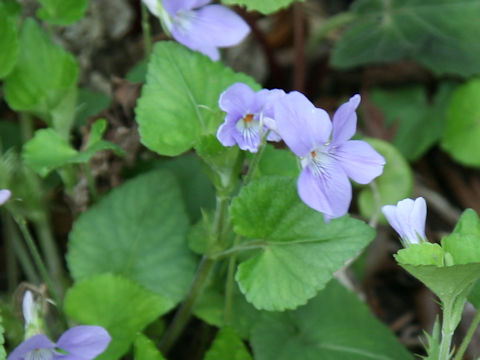 Viola kusanoana