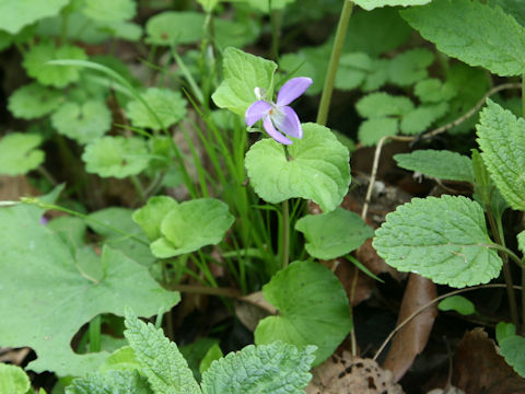 Viola kusanoana