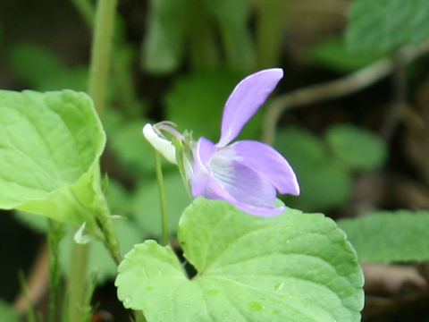 Viola kusanoana