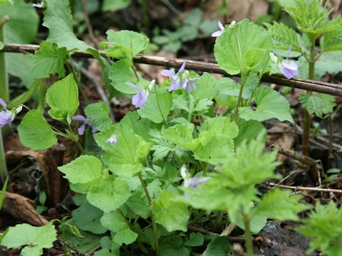 Viola kusanoana