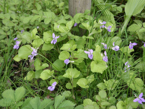Viola kusanoana