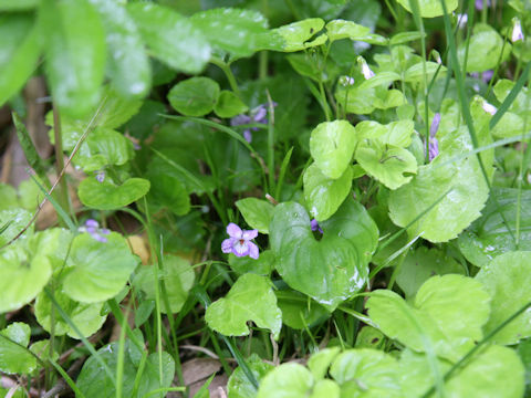 Viola kusanoana