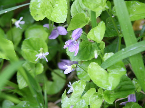 Viola kusanoana