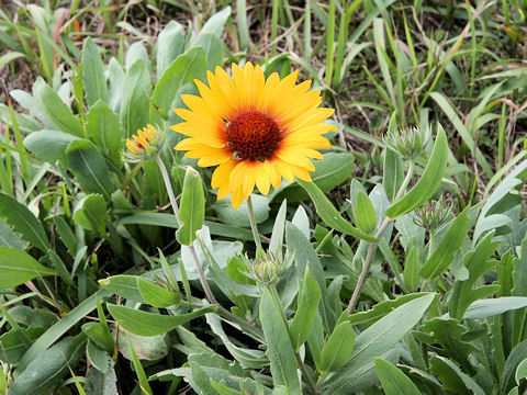 Gaillardia x grandiflora