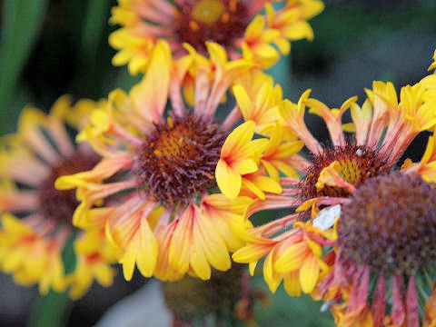 Gaillardia x grandiflora cv. Fanfare