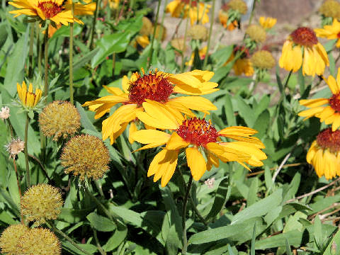 Gaillardia x grandiflora cv. Kobold