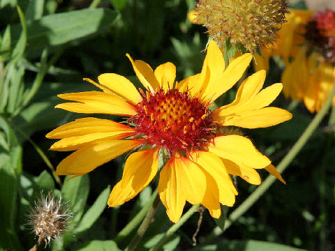 Gaillardia x grandiflora cv. Kobold