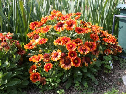 Gaillardia x grandiflora