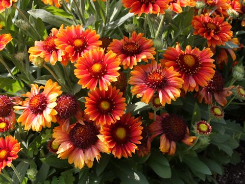 Gaillardia x grandiflora