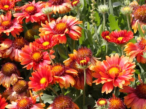 Gaillardia x grandiflora