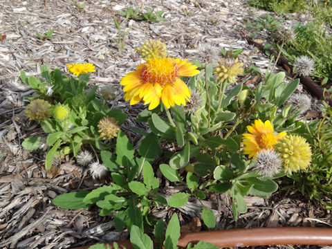 Gaillardia x grandiflora