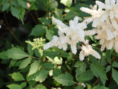 Astilbe chinensis