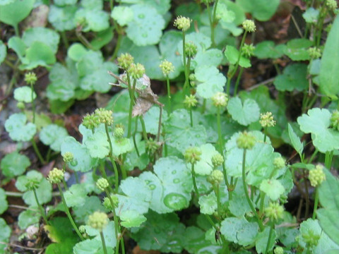 Hydrocotyle ramiflora