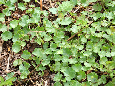 Hydrocotyle ramiflora