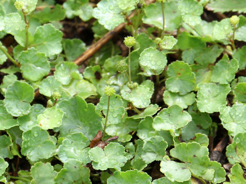 Hydrocotyle ramiflora