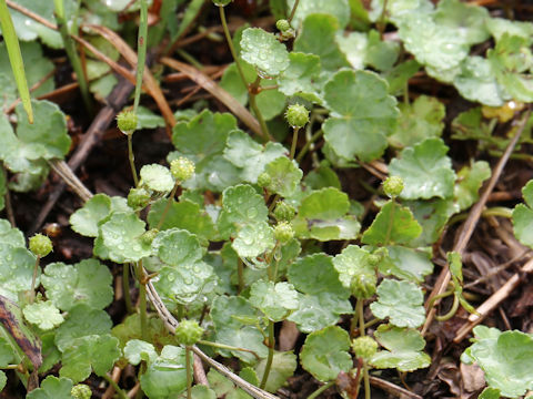 Hydrocotyle ramiflora