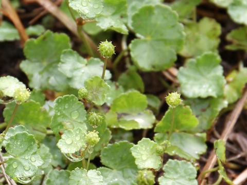 Hydrocotyle ramiflora